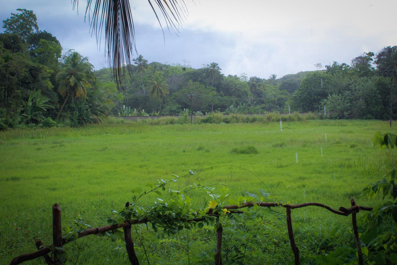 Paddy Field View Resort Mirissa Buitenkant foto