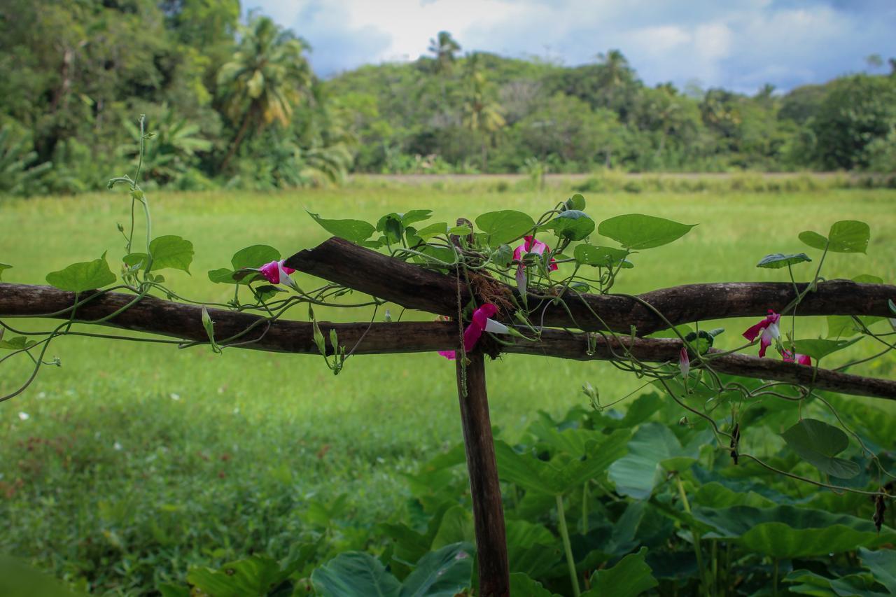 Paddy Field View Resort Mirissa Buitenkant foto