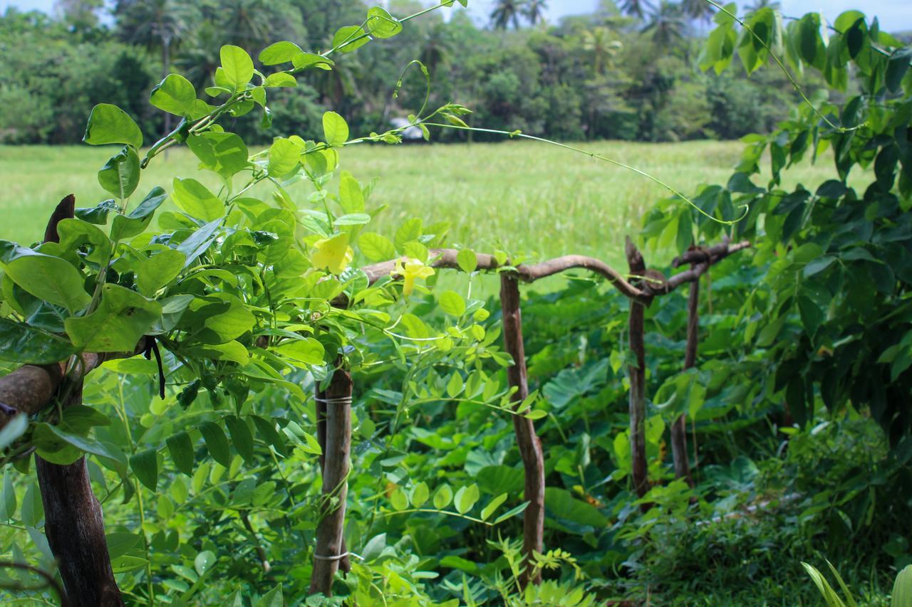 Paddy Field View Resort Mirissa Buitenkant foto