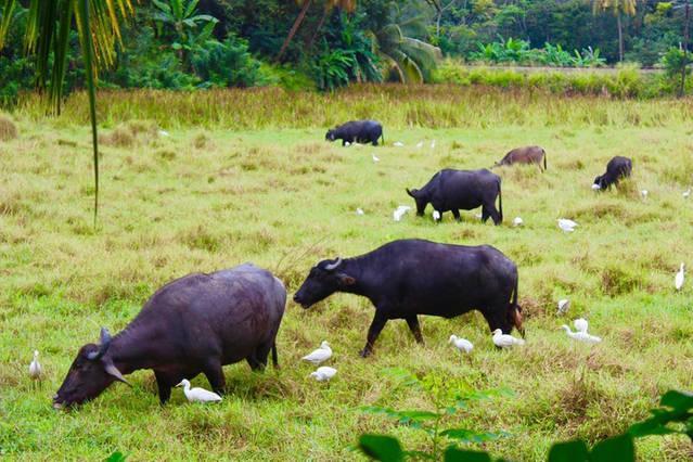 Paddy Field View Resort Mirissa Buitenkant foto